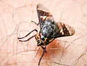 Chrysops carbonarius - photo 2