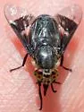 Chrysops carbonarius - photo 3
