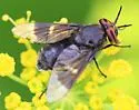 Chrysops carbonarius - photo 4