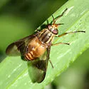 Chrysops celatus