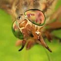 Chrysops celatus - photo 2