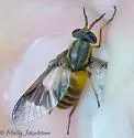 Chrysops celatus - photo 3