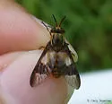 Chrysops celatus - photo 4