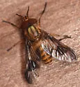 Chrysops celatus - photo 5