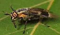 Chrysops cincticornis