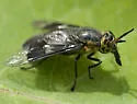 Chrysops cincticornis - photo 2