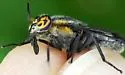 Chrysops cincticornis - photo 3