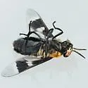 Chrysops cincticornis - photo 4