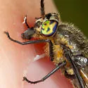 Chrysops cincticornis - photo 5