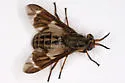 Chrysops clavicornis