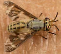 Chrysops clavicornis - photo 2