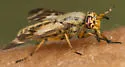 Chrysops clavicornis - photo 3