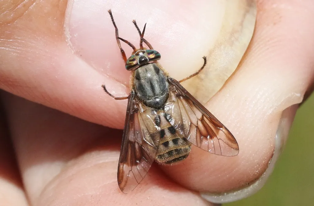 Chrysops coloradensis - photo 2