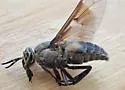 Chrysops cuclux - photo 2