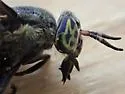 Chrysops cuclux - photo 3