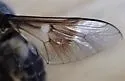 Chrysops cuclux - photo 4