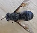 Chrysops cuclux - photo 5
