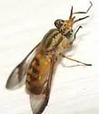 Chrysops cursim - photo 2