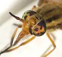 Chrysops cursim - photo 3