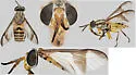 Chrysops cursim - photo 4