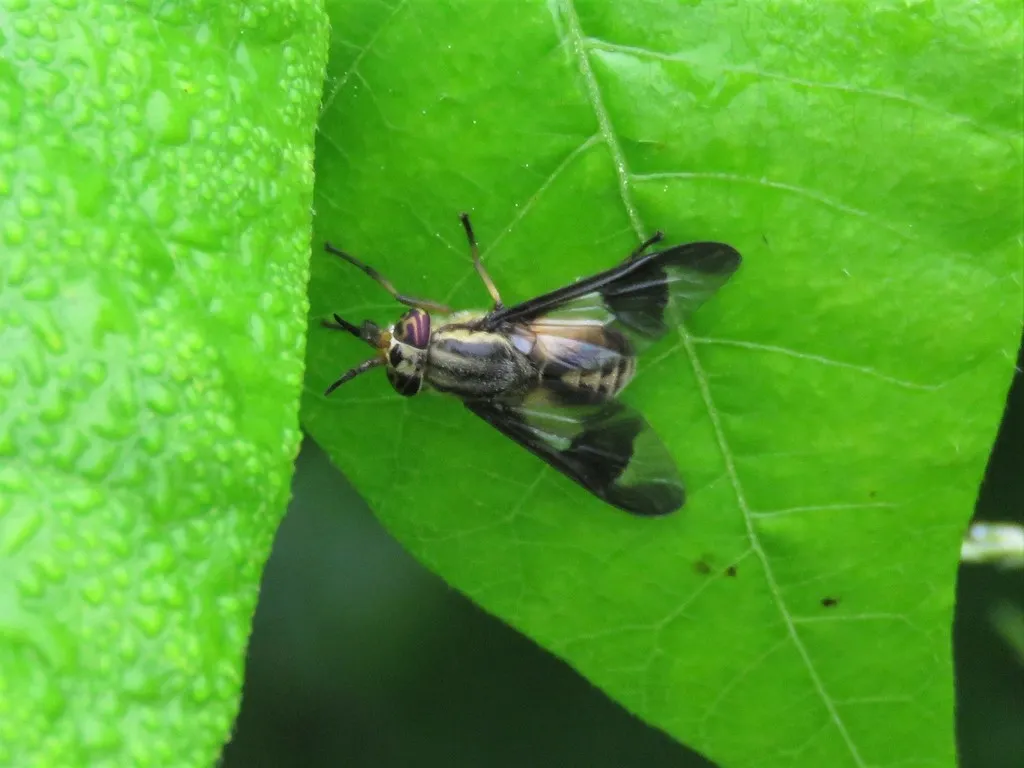 Chrysops dimmocki - photo 2