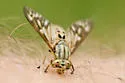 Chrysops discalis - photo 2