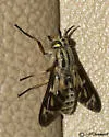 Chrysops discalis - photo 3