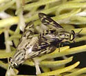 Chrysops discalis - photo 4