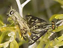 Chrysops discalis - photo 5