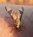 Chrysops dissimilis
