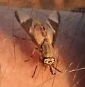 Chrysops dissimilis - photo 2