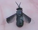 Chrysops divisus
