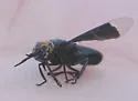 Chrysops divisus - photo 2