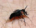 Chrysops divisus - photo 3