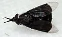 Chrysops divisus - photo 4