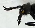 Chrysops divisus - photo 5