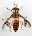 Chrysops dixianus - Chrysops dixianus