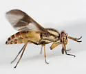 Chrysops dixianus - photo 2