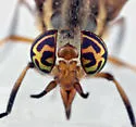 Chrysops dixianus - photo 3