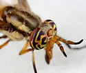 Chrysops dixianus - photo 4