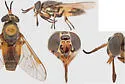 Chrysops dorsopunctus