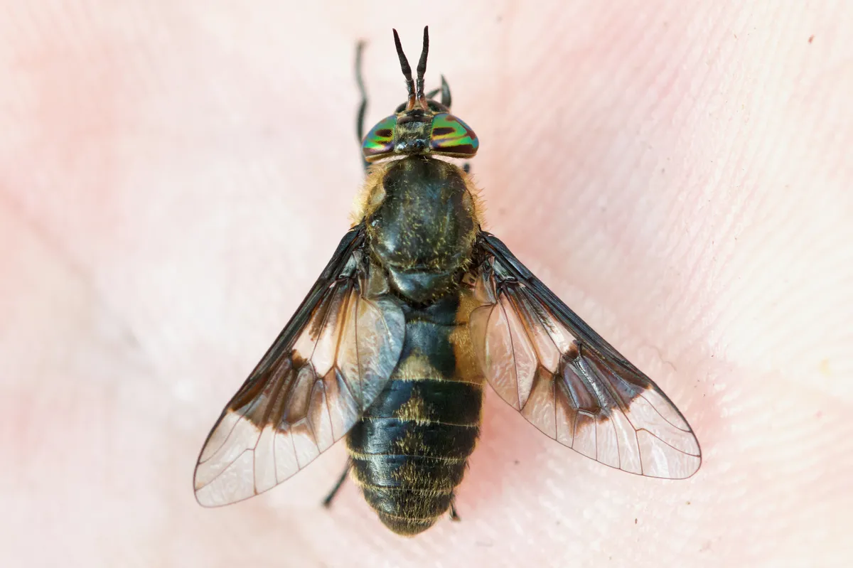 Chrysops excitans - Chrysops excitans