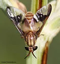 Chrysops flavidus