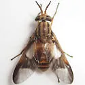 Chrysops flavidus - photo 2