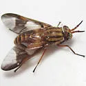 Chrysops flavidus - photo 3