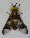 Chrysops flavidus - photo 4