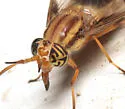 Chrysops flavidus - photo 5