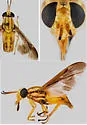 Chrysops floridanus