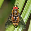 Chrysops frigidus - Chrysops frigidus