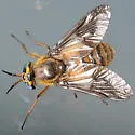 Chrysops frigidus - photo 2